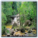 Lata Jarum